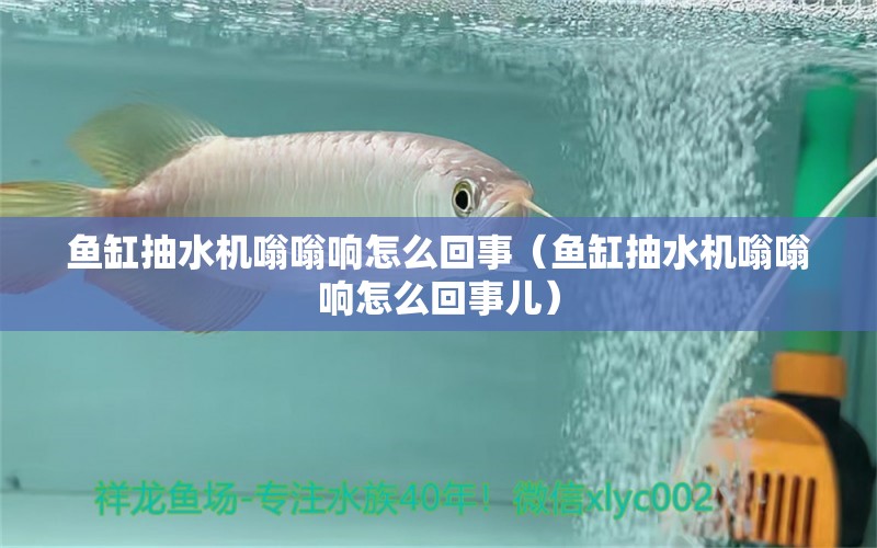 魚缸抽水機(jī)嗡嗡響怎么回事（魚缸抽水機(jī)嗡嗡響怎么回事兒）