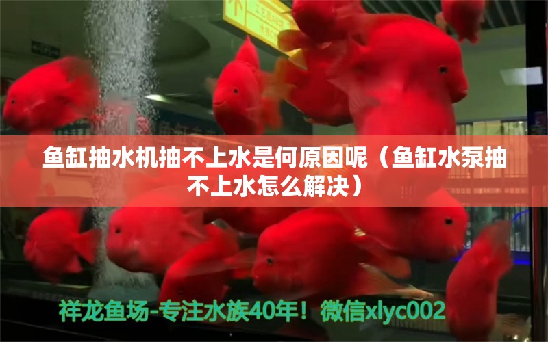 魚缸抽水機(jī)抽不上水是何原因呢（魚缸水泵抽不上水怎么解決）