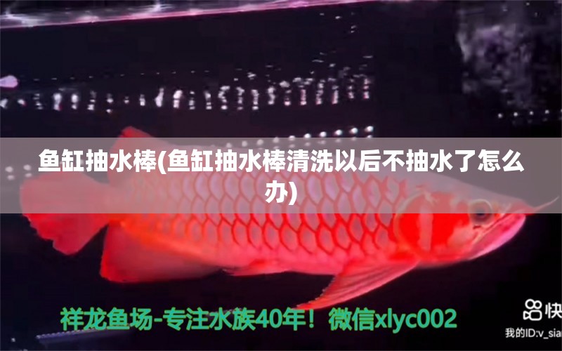 魚缸抽水棒(魚缸抽水棒清洗以后不抽水了怎么辦) 綠皮皇冠豹魚