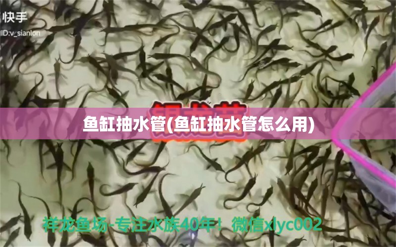 魚缸抽水管(魚缸抽水管怎么用) 南美異型魚