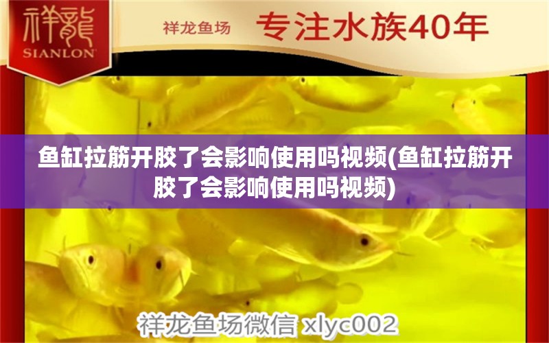 魚缸拉筋開膠了會(huì)影響使用嗎視頻(魚缸拉筋開膠了會(huì)影響使用嗎視頻) 細(xì)線銀版魚 第1張