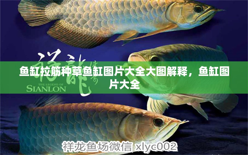 魚(yú)缸拉筋種草魚(yú)缸圖片大全大圖解釋，魚(yú)缸圖片大全 進(jìn)口元寶鳳凰魚(yú)