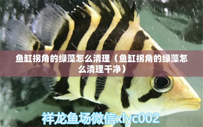 魚缸拐角的綠藻怎么清理（魚缸拐角的綠藻怎么清理干凈） 其他品牌魚缸