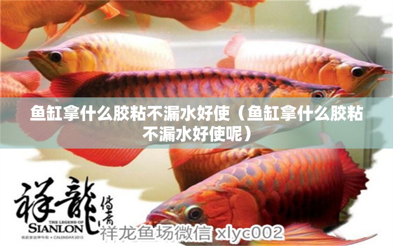 魚(yú)缸拿什么膠粘不漏水好使（魚(yú)缸拿什么膠粘不漏水好使呢） 女王大帆魚(yú)