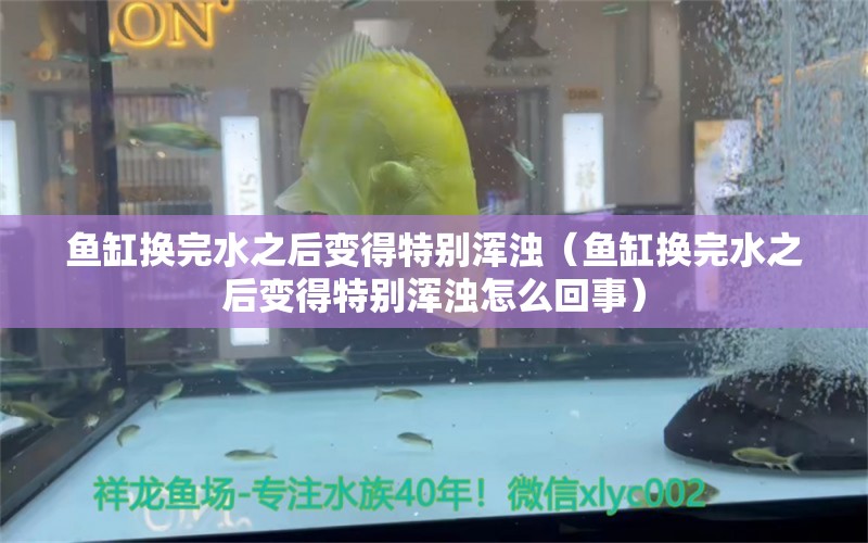 魚缸換完水之后變得特別渾濁（魚缸換完水之后變得特別渾濁怎么回事）