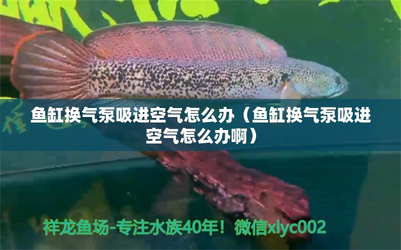 魚缸換氣泵吸進(jìn)空氣怎么辦（魚缸換氣泵吸進(jìn)空氣怎么辦?。? title=