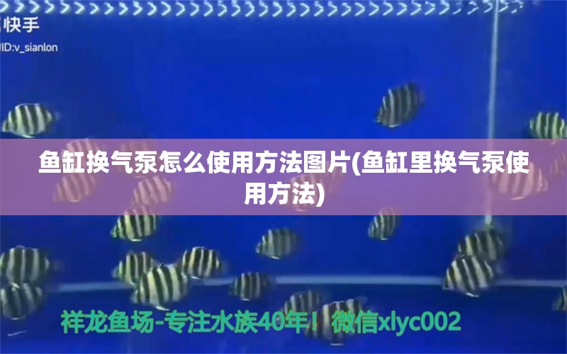 魚缸換氣泵怎么使用方法圖片(魚缸里換氣泵使用方法) 噴點菠蘿魚