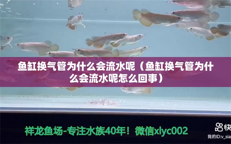 魚缸換氣管為什么會流水呢（魚缸換氣管為什么會流水呢怎么回事）