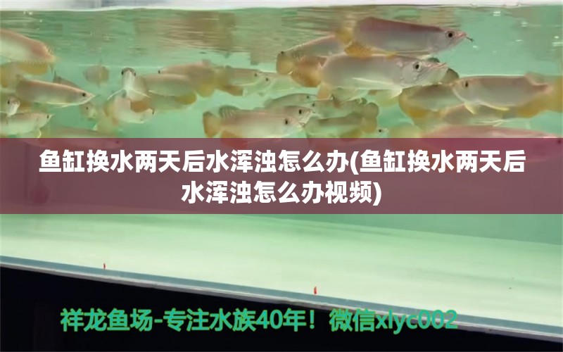 魚(yú)缸換水兩天后水渾濁怎么辦(魚(yú)缸換水兩天后水渾濁怎么辦視頻) 二氧化碳設(shè)備