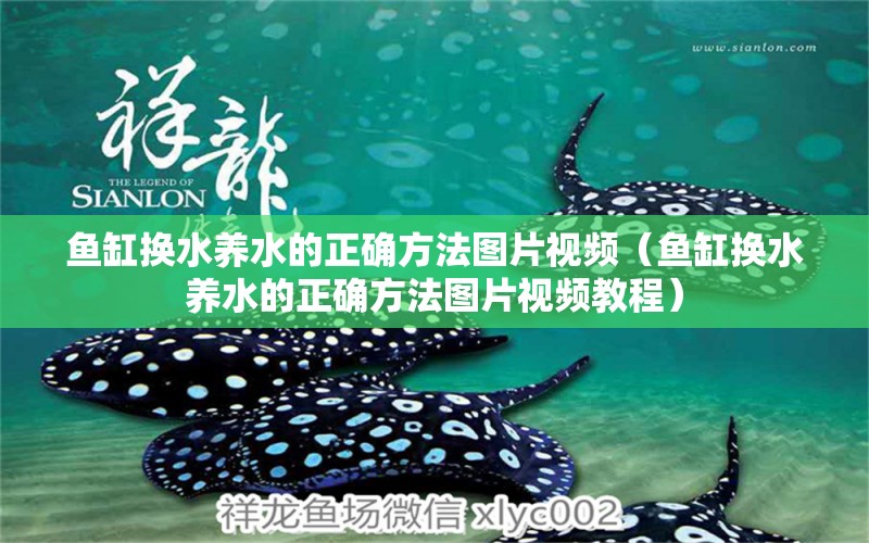 魚缸換水養(yǎng)水的正確方法圖片視頻（魚缸換水養(yǎng)水的正確方法圖片視頻教程）