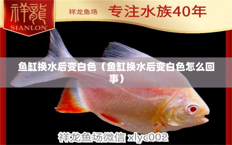 魚缸換水后變白色（魚缸換水后變白色怎么回事） 龍魚批發(fā)