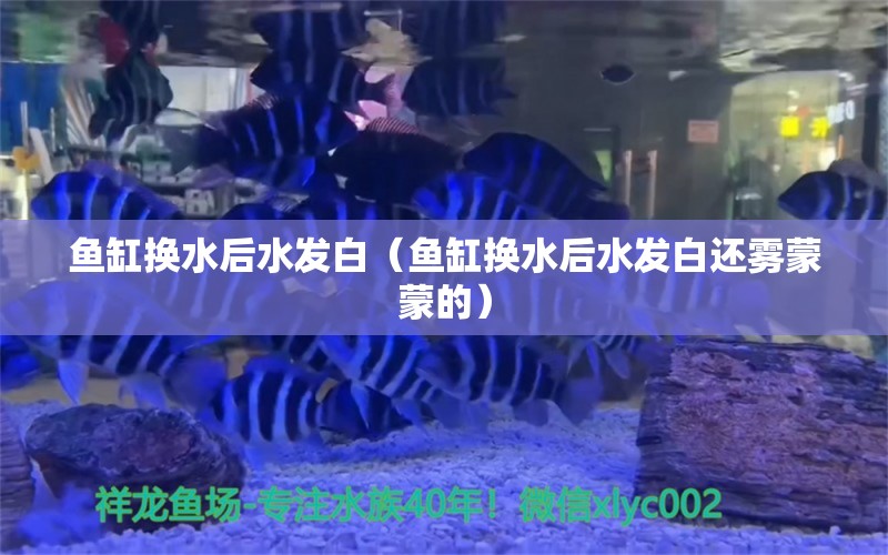 魚(yú)缸換水后水發(fā)白（魚(yú)缸換水后水發(fā)白還霧蒙蒙的） 觀賞魚(yú)市場(chǎng)（混養(yǎng)魚(yú)）