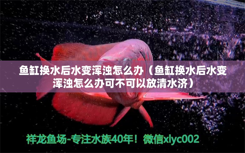 魚缸換水后水變渾濁怎么辦（魚缸換水后水變渾濁怎么辦可不可以放清水濟(jì)）