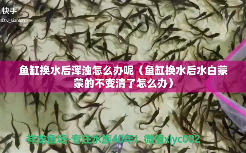 魚缸換水后渾濁怎么辦呢（魚缸換水后水白蒙蒙的不變清了怎么辦） 廣州觀賞魚批發(fā)市場(chǎng)