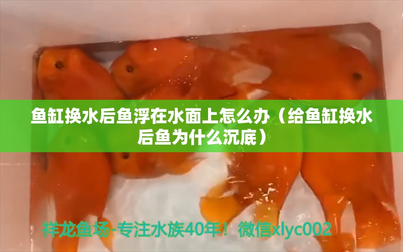 魚缸換水后魚浮在水面上怎么辦（給魚缸換水后魚為什么沉底）