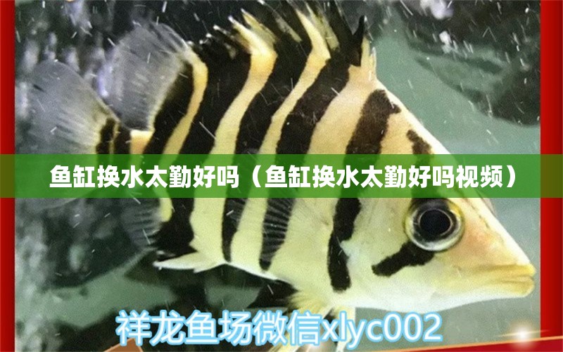 魚缸換水太勤好嗎（魚缸換水太勤好嗎視頻） 觀賞龜/鱉飼料