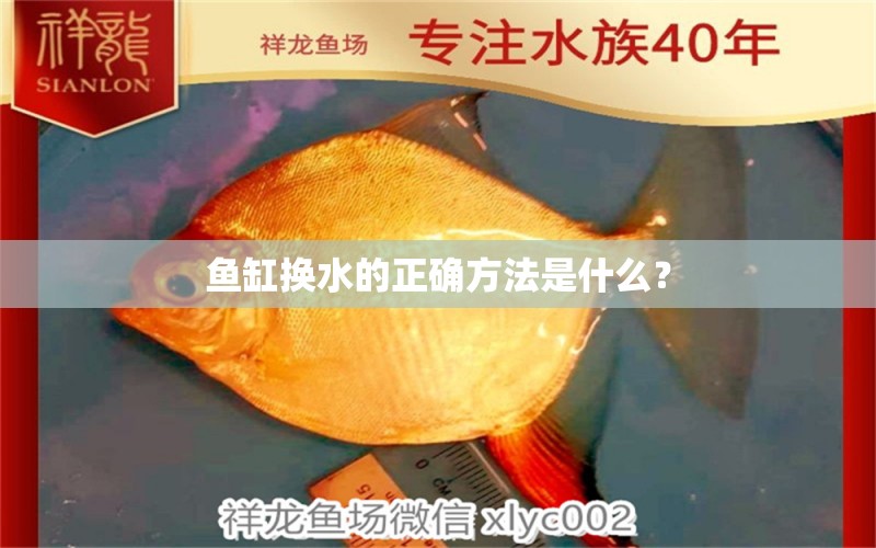 魚缸換水的正確方法是什么？ 成吉思汗鯊（球鯊）魚