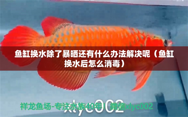 魚缸換水除了暴曬還有什么辦法解決呢（魚缸換水后怎么消毒） 廣州觀賞魚批發(fā)市場