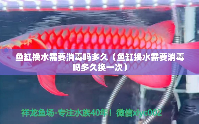 魚缸換水需要消毒嗎多久（魚缸換水需要消毒嗎多久換一次） 杰西卡恐龍魚