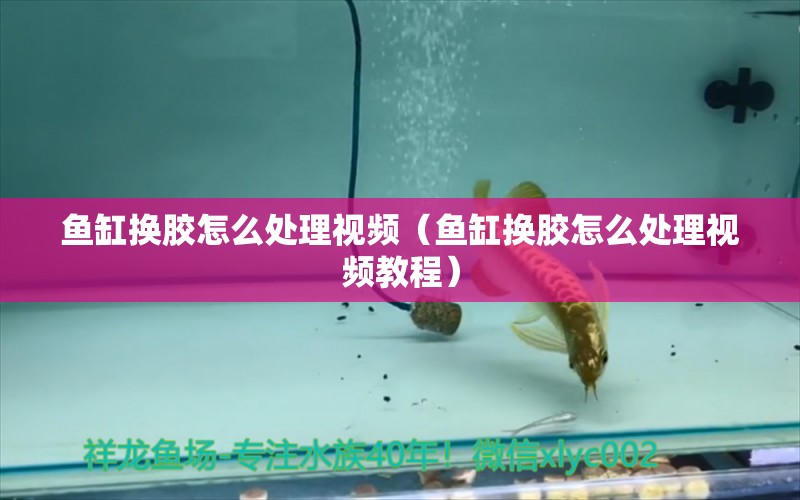 魚缸換膠怎么處理視頻（魚缸換膠怎么處理視頻教程）