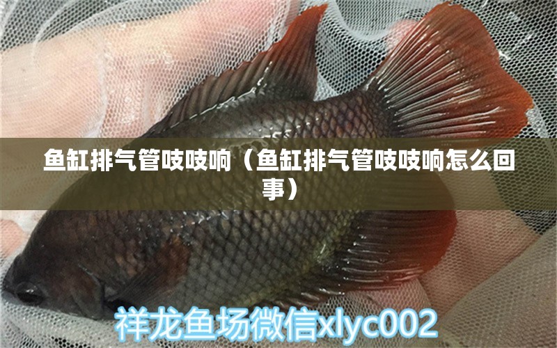 魚缸排氣管吱吱響（魚缸排氣管吱吱響怎么回事）