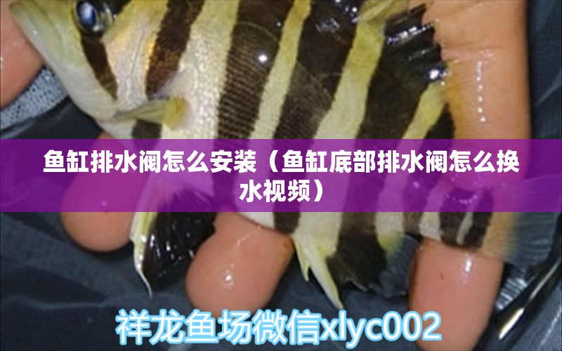 魚缸排水閥怎么安裝（魚缸底部排水閥怎么換水視頻） 觀賞魚批發(fā)