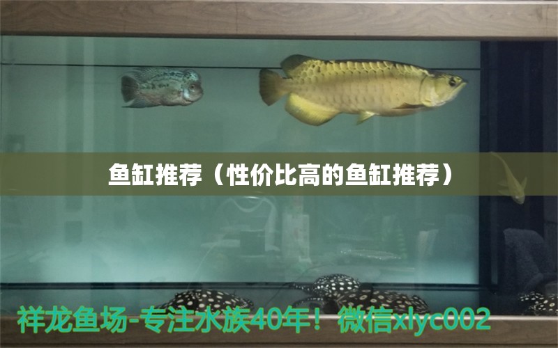 魚缸推薦（性價比高的魚缸推薦）