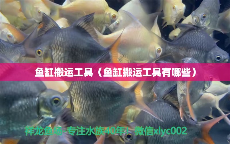 魚缸搬運工具（魚缸搬運工具有哪些）