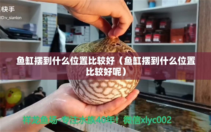 魚缸擺到什么位置比較好（魚缸擺到什么位置比較好呢）