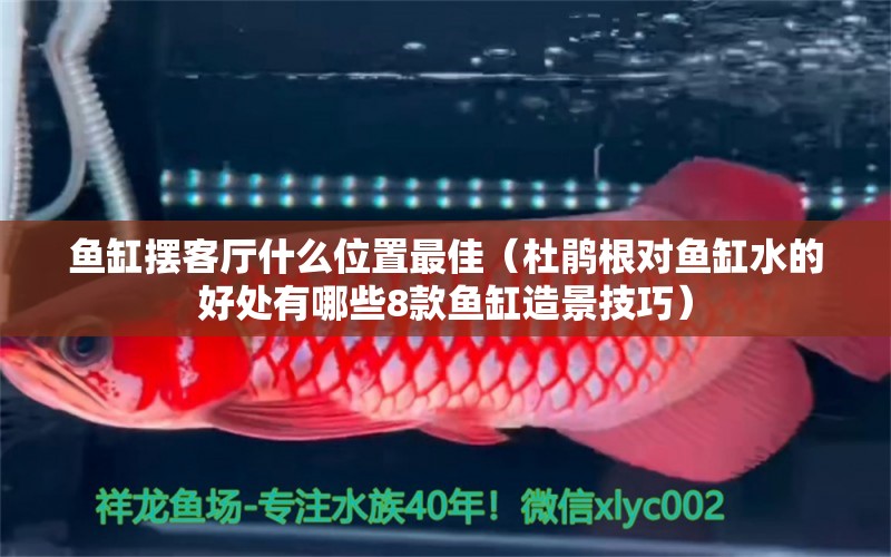 魚缸擺客廳什么位置最佳（杜鵑根對魚缸水的好處有哪些8款魚缸造景技巧） 魚缸風水 第2張