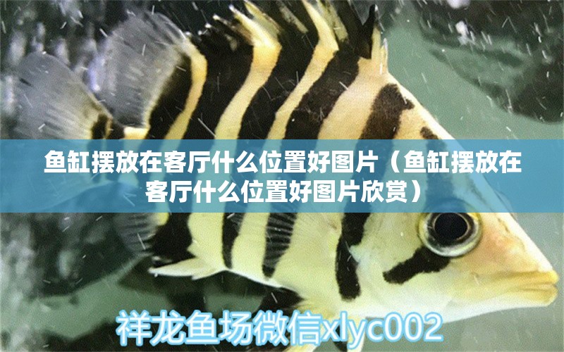 魚缸擺放在客廳什么位置好圖片（魚缸擺放在客廳什么位置好圖片欣賞）