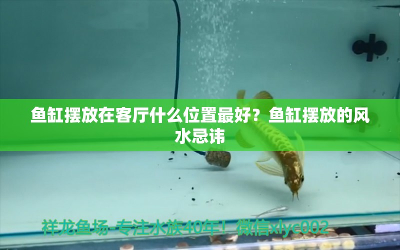 魚缸擺放在客廳什么位置最好？魚缸擺放的風水忌諱 魚缸風水 第1張