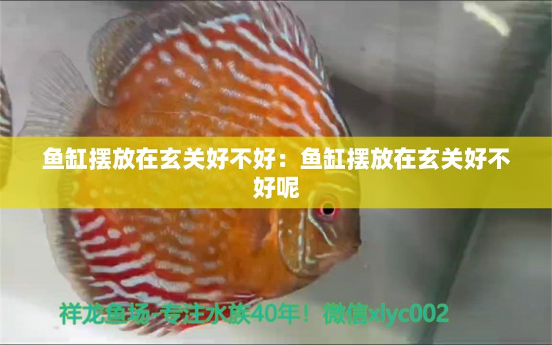 魚缸擺放在玄關(guān)好不好：魚缸擺放在玄關(guān)好不好呢