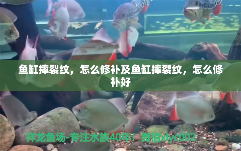 魚缸摔裂紋，怎么修補及魚缸摔裂紋，怎么修補好