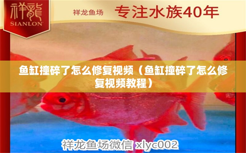 魚缸撞碎了怎么修復(fù)視頻（魚缸撞碎了怎么修復(fù)視頻教程）