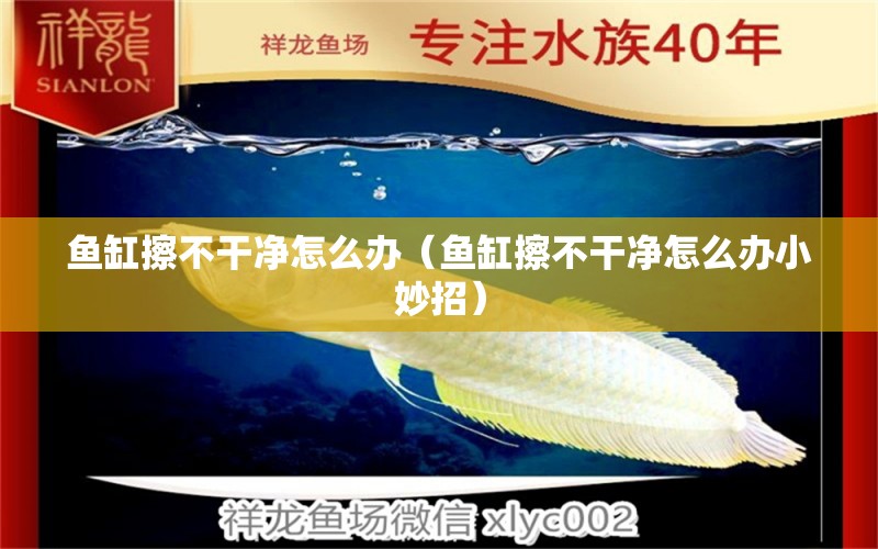 魚缸擦不干凈怎么辦（魚缸擦不干凈怎么辦小妙招） 雙線側(cè)魚