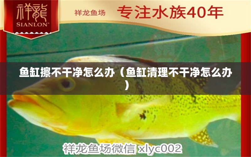 魚缸擦不干凈怎么辦（魚缸清理不干凈怎么辦）