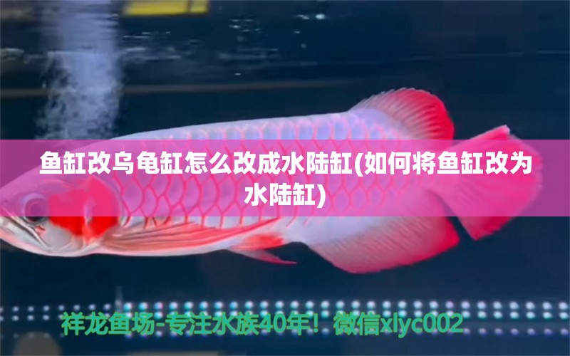 魚缸改烏龜缸怎么改成水陸缸(如何將魚缸改為水陸缸) 烏龜