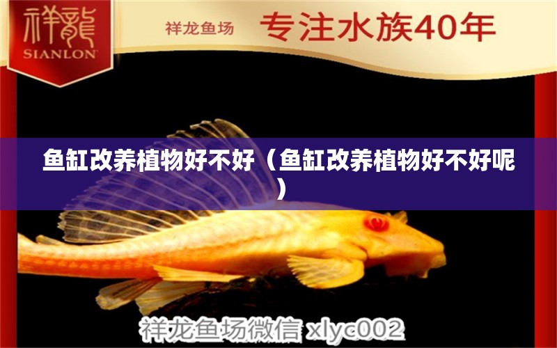 魚缸改養(yǎng)植物好不好（魚缸改養(yǎng)植物好不好呢）