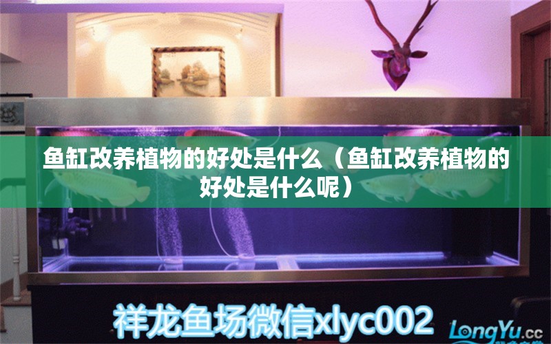 魚缸改養(yǎng)植物的好處是什么（魚缸改養(yǎng)植物的好處是什么呢）