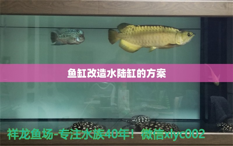 魚缸改造水陸缸的方案