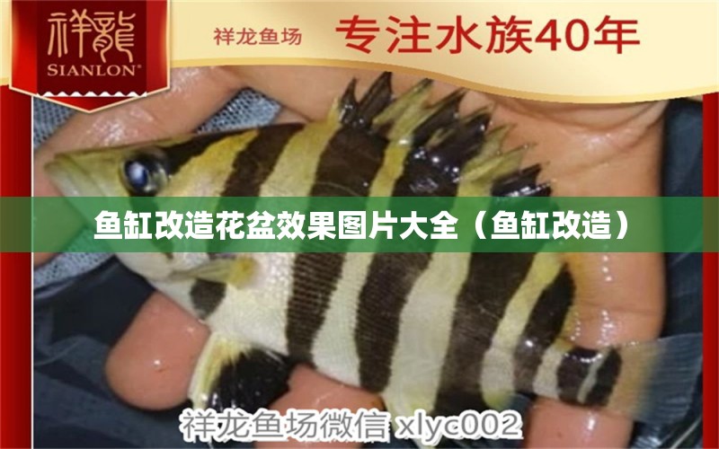 魚缸改造花盆效果圖片大全（魚缸改造）