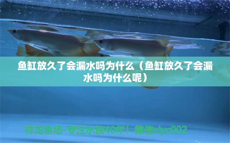 魚缸放久了會漏水嗎為什么（魚缸放久了會漏水嗎為什么呢）