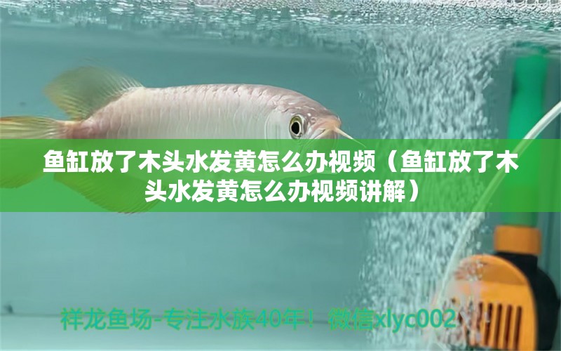 魚缸放了木頭水發(fā)黃怎么辦視頻（魚缸放了木頭水發(fā)黃怎么辦視頻講解） 其他品牌魚缸