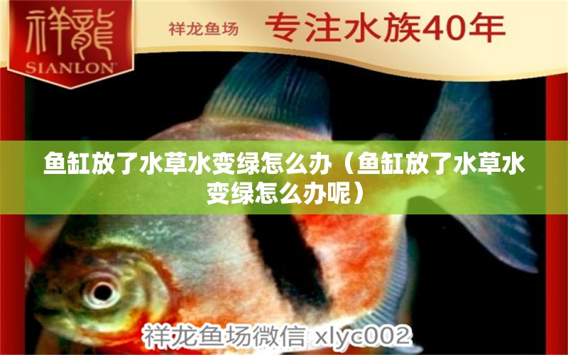 魚缸放了水草水變綠怎么辦（魚缸放了水草水變綠怎么辦呢） 水草