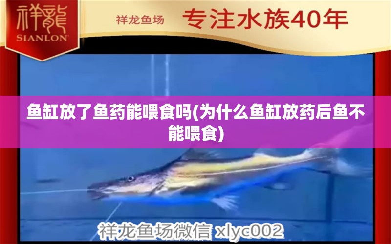 魚缸放了魚藥能喂食嗎(為什么魚缸放藥后魚不能喂食) 海水魚（海水魚批發(fā)）