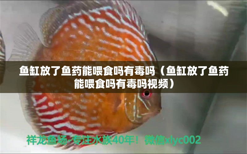 魚缸放了魚藥能喂食嗎有毒嗎（魚缸放了魚藥能喂食嗎有毒嗎視頻）