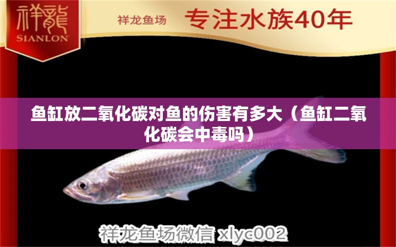 魚缸放二氧化碳對魚的傷害有多大（魚缸二氧化碳會中毒嗎）