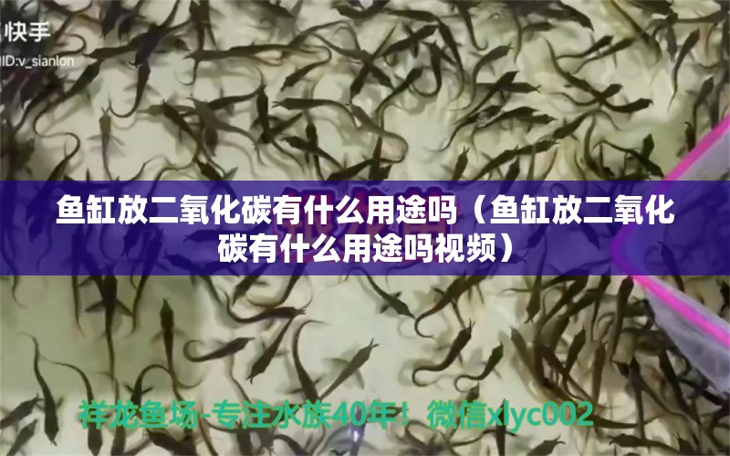 魚缸放二氧化碳有什么用途嗎（魚缸放二氧化碳有什么用途嗎視頻） 二氧化碳設(shè)備