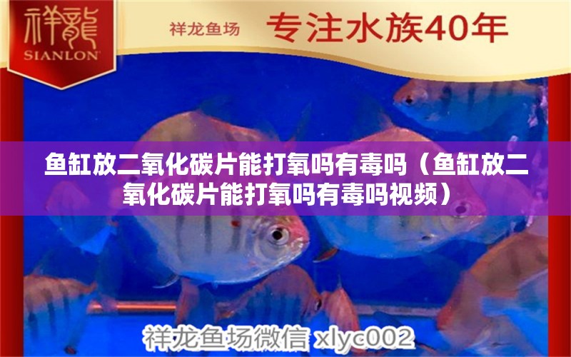 魚缸放二氧化碳片能打氧嗎有毒嗎（魚缸放二氧化碳片能打氧嗎有毒嗎視頻） 二氧化碳設(shè)備